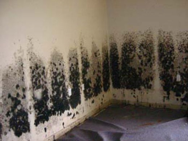 Mold and Mildew Removal Long Beach,  NY
